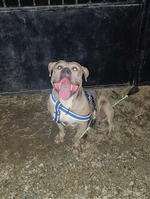Femela American bully ABKC - imagine 5