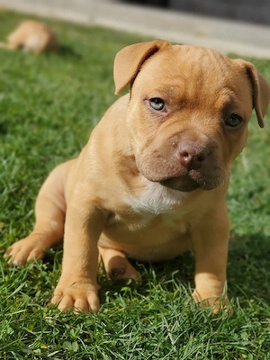 Vand american bully  - imagine 3