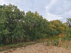 Vând teren 2336 mp, cu casă tradițională și livada în comuna Runcu, satul Valea Mare - imagine 5