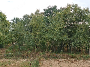 Vând teren 2336 mp, cu casă tradițională și livada în comuna Runcu, satul Valea Mare - imagine 6