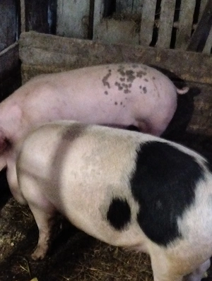 2 porci de 100-130 kg