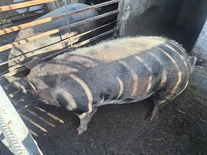 Porc pitran