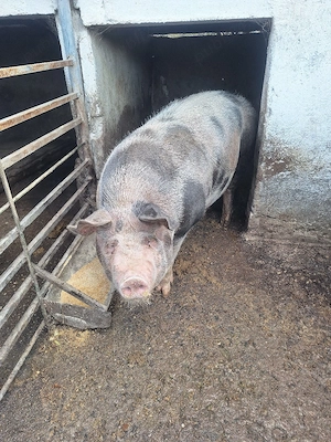 Porc pitran - imagine 5