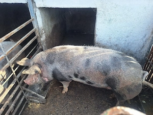 Porc pitran