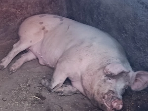 Vând porc de 350 kg