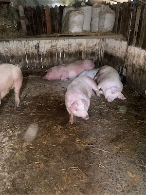 porci 11 ron kg