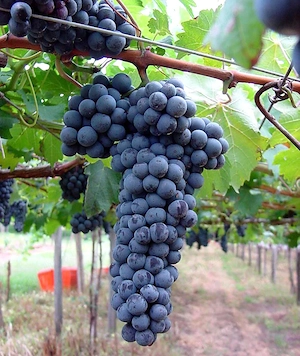 Vand must cabernet