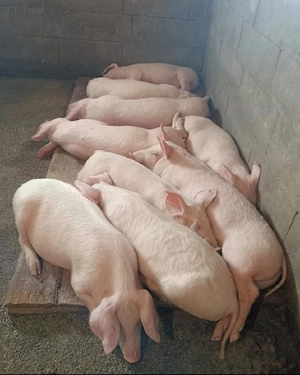 Grăsuni de vânzare Arad 