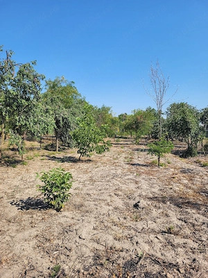 Parcele intravilan