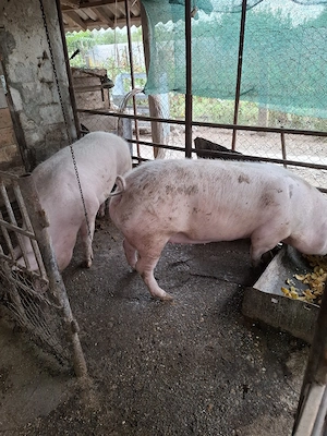 vând porc de carne - imagine 4