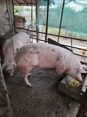 vând porc de carne - imagine 2