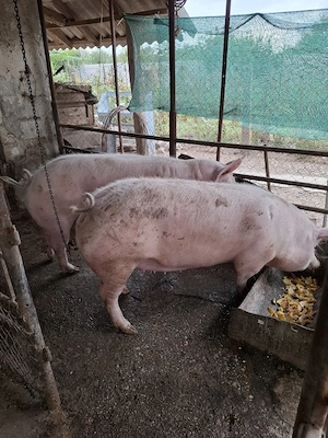 vând porc de carne - imagine 5