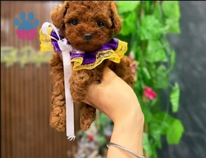 Pui rasa Poodle Red Toy Baby Face - furnizor autorizat 