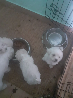 Căței bichon maltez  - imagine 4