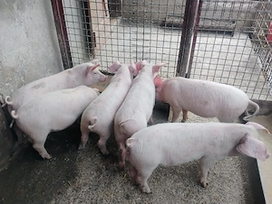 Vand Purcei Mascrii Castratii si Purcele si Porcii