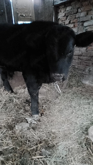 Vaca angus  - imagine 2