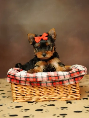Yorkshire Terrier - Canisă Autorizată 
