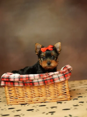 Yorkshire Terrier - Canisă Autorizată  - imagine 4