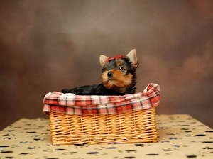 Yorkshire Terrier - Canisă Autorizată  - imagine 3
