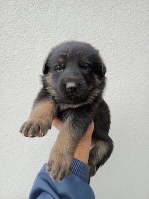 Pui ciobanesc german cu pedigree - imagine 3