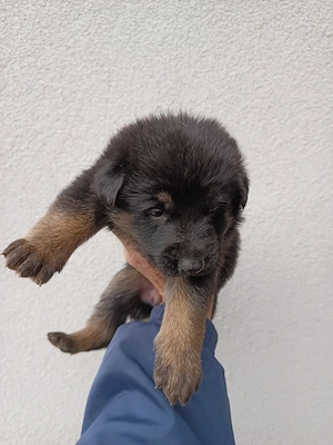 Pui ciobanesc german cu pedigree - imagine 5