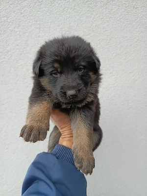 Pui ciobanesc german cu pedigree - imagine 4