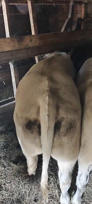 Vând Albastru Belgian   2 tauri  510 kg + junincă  400 kg - imagine 4