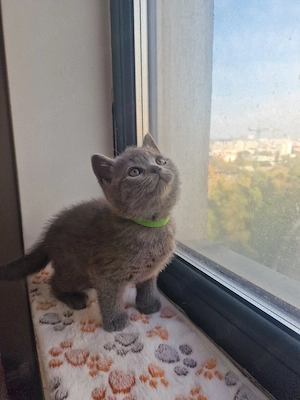 Pui british shorthair blue fetițe si băieți  - imagine 4