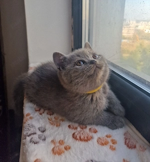 Pui british shorthair blue fetițe si băieți  - imagine 2
