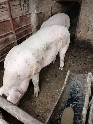      porci