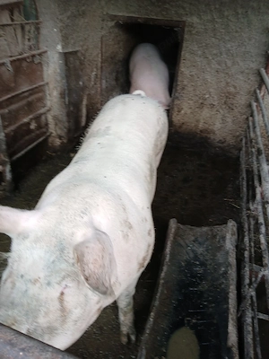     porci