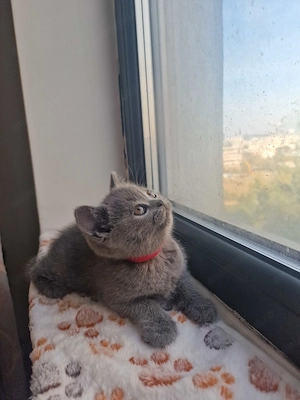 Pui british shorthair blue fetițe și băieți  - imagine 2