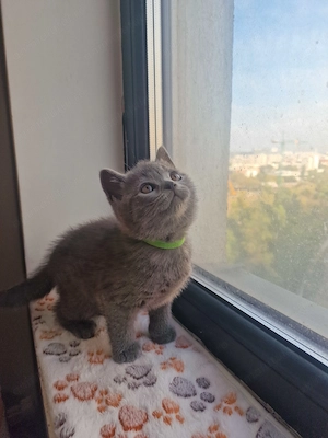 Pui british shorthair blue fetițe și băieți  - imagine 4