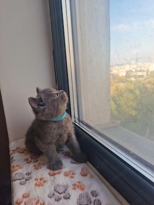 Pui british shorthair blue fetițe și băieți  - imagine 3