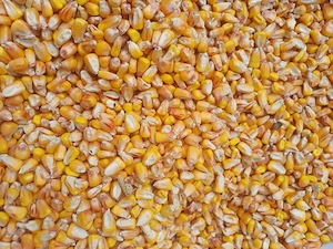 Vand  porumb producție din 2026 cu ridicare de la Asociatia Agricolă Șeitin si Arad-Micălaca