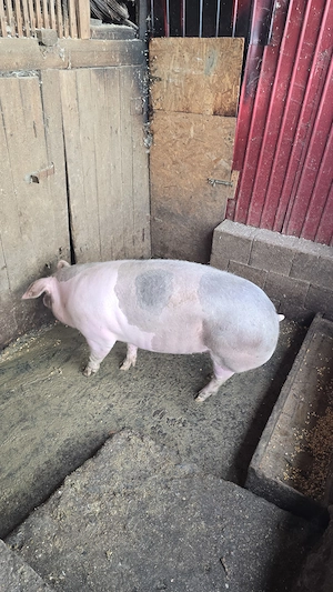 Porc de vanzare - imagine 2