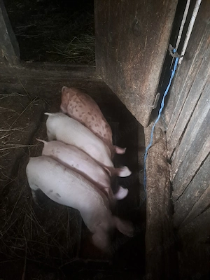 Purcei de vânzare 