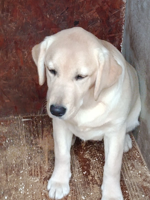 Labrador retriever fetiță, pedigree ,cip , vaccinuri la zi ; - imagine 2