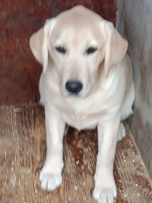 Labrador retriever fetiță, pedigree ,cip , vaccinuri la zi ; - imagine 4