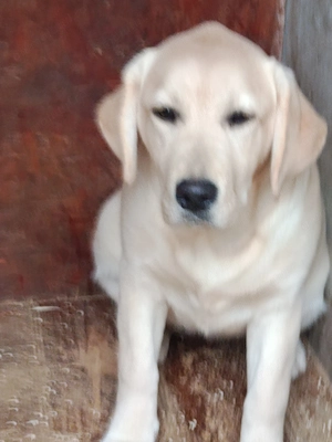 Labrador retriever fetiță, pedigree ,cip , vaccinuri la zi ; - imagine 3