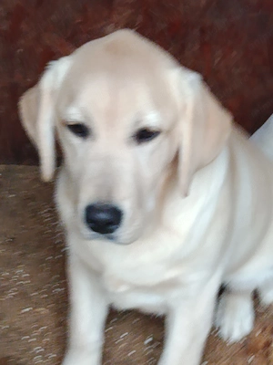 Labrador retriever fetiță, pedigree ,cip , vaccinuri la zi ; - imagine 5