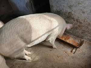 Porc....marele alb - imagine 4