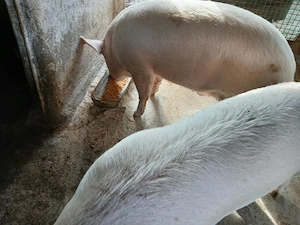 Porc....marele alb - imagine 5