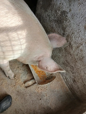 Porc....marele alb - imagine 3