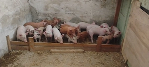 Vând purcei de 7 săptămâni 