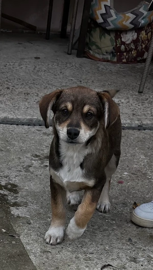 donatie catel metis in varsta de 3 luni talie medie - imagine 4