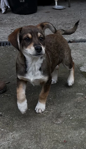 donatie catel metis in varsta de 3 luni talie medie - imagine 3