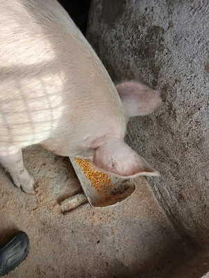 Porc aprox. 200 kg +- - imagine 4