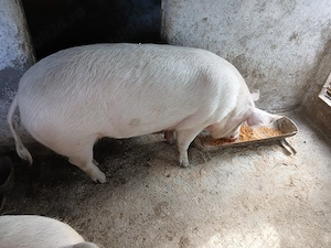 Porc aprox. 200 kg +- - imagine 5