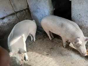 Porc aprox. 200 kg +- - imagine 3